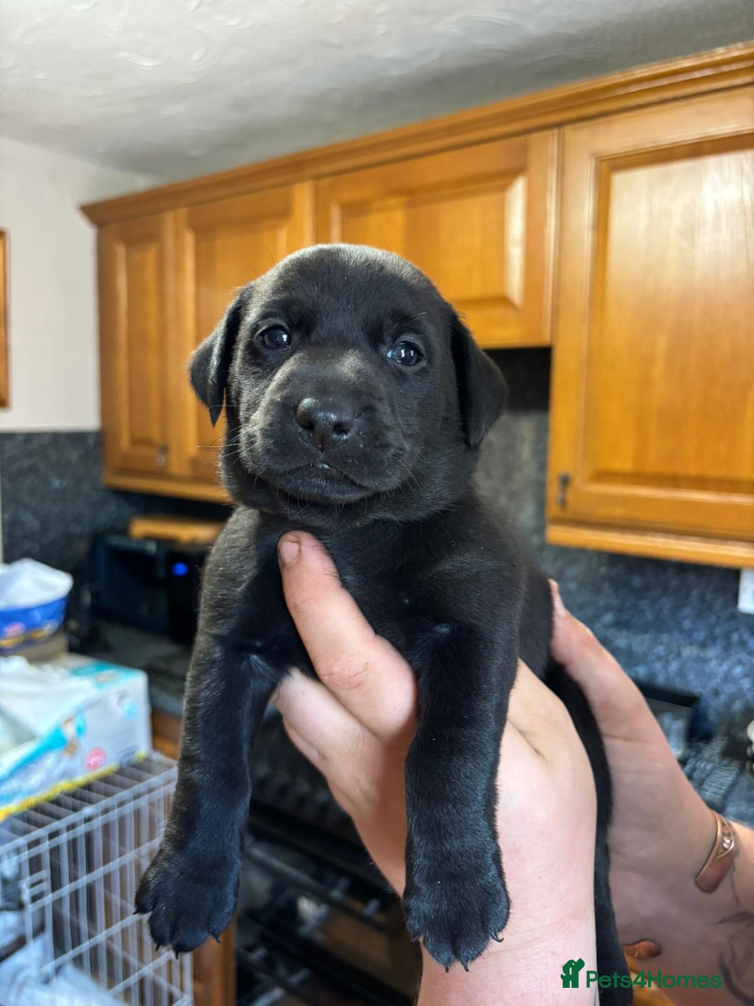 Mixed Breed dogs for sale: Labrador cross puppies - Image 4