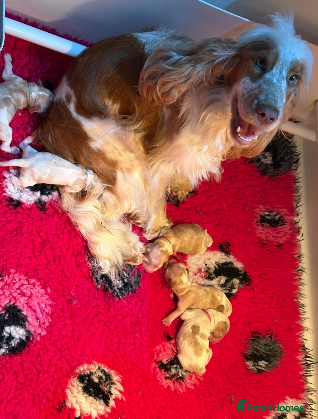 Cocker Spaniel dogs for sale: KC Reg, Show Cocker Spaniel pups, 100% clear in Darwen - Advert 1
