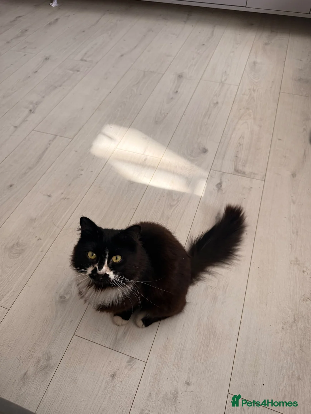 Mixed Breed cats for sale: Male cat for sale - Advert 2