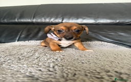 Jack Russell dogs for sale: 8 beautiful jack Russell puppies 5 girls 3 boys  - Image 10