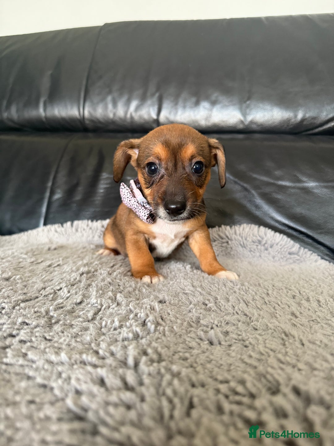 Jack Russell dogs for sale: 8 beautiful jack Russell puppies 5 girls 3 boys  - Image 10