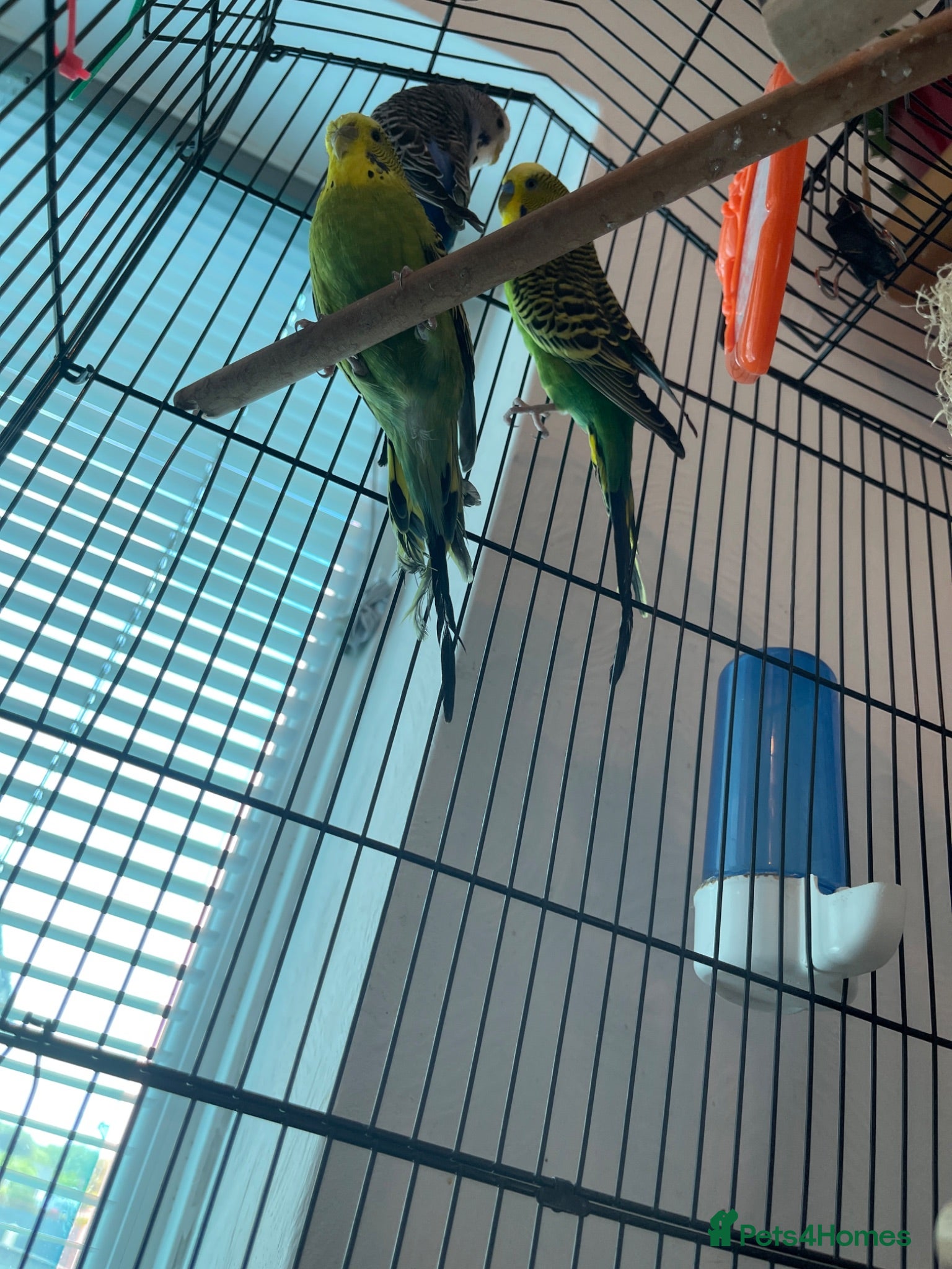 Budgerigars birds Budgies - Advert 1