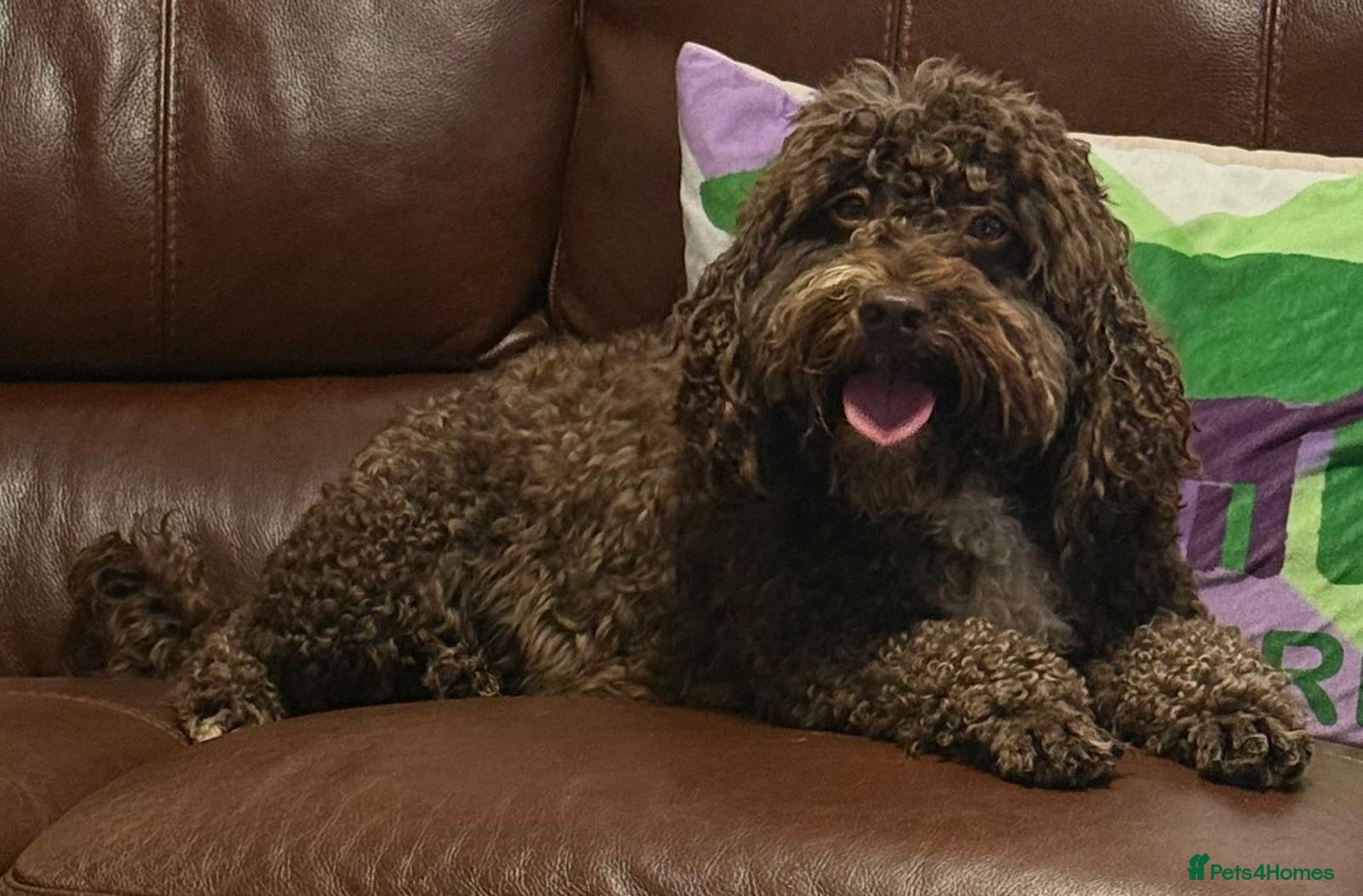 Cockapoo dogs Adult f1 mini cockapoo chocolate girl 4 years  - Advert 2
