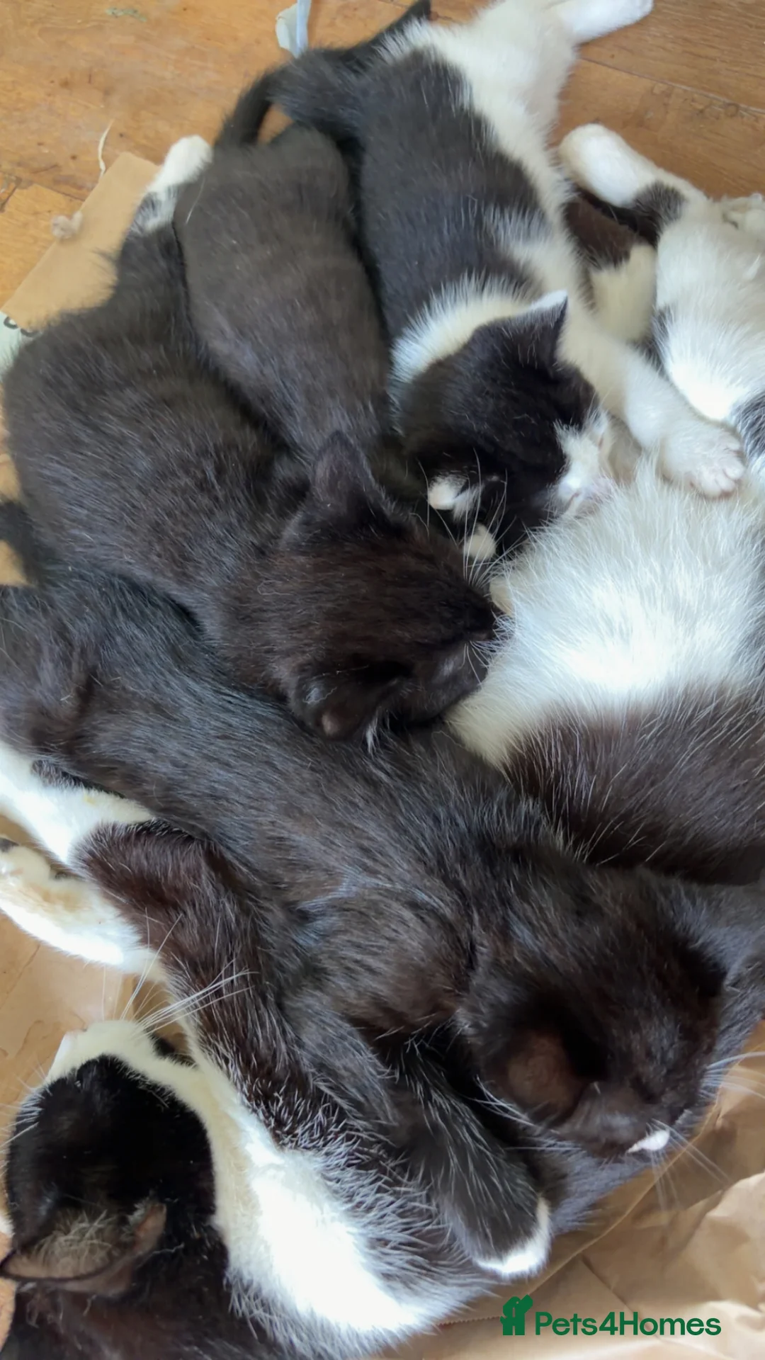 Mixed Breed cats for sale: Kittens  in Bristol - Advert 1
