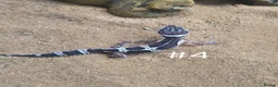 Gecko reptiles for sale: Female Leopard Geckos - Advert 4