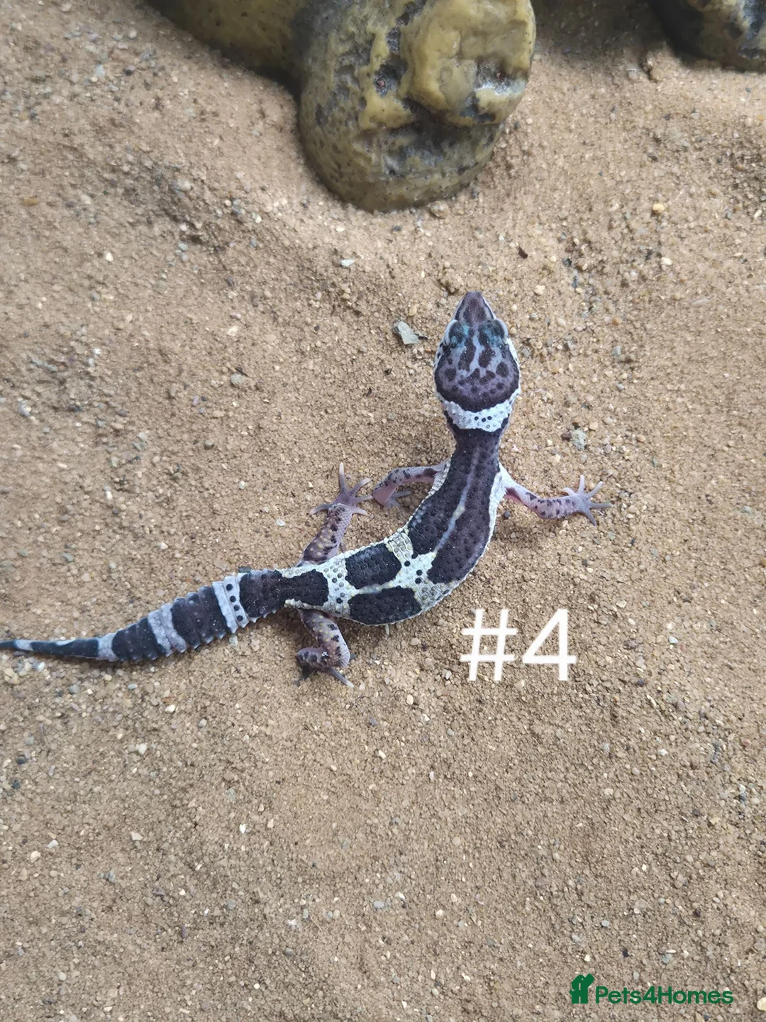 Gecko reptiles for sale: Female Leopard Geckos - Advert 4