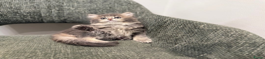 British Longhair Kitten 2