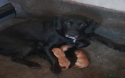 Springador dogs for sale: Springador puppies (3/4 labrador 1/4 springer) - Image 4