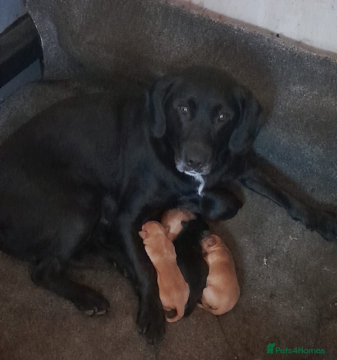 Springador dogs for sale: Springador puppies (3/4 labrador 1/4 springer) - Image 4