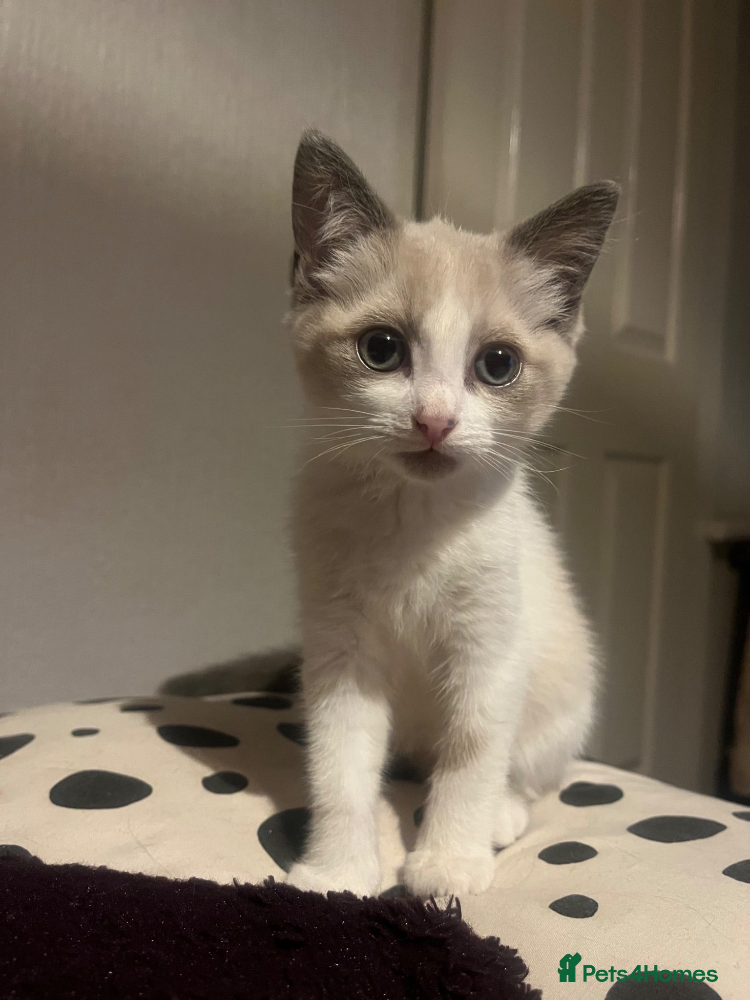 Mixed Breed cats Two wonderful kittens for sale - Advert 1