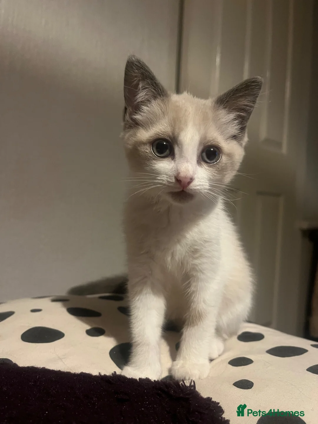 Mixed Breed cats for sale: Two wonderful kittens for sale - Advert 1