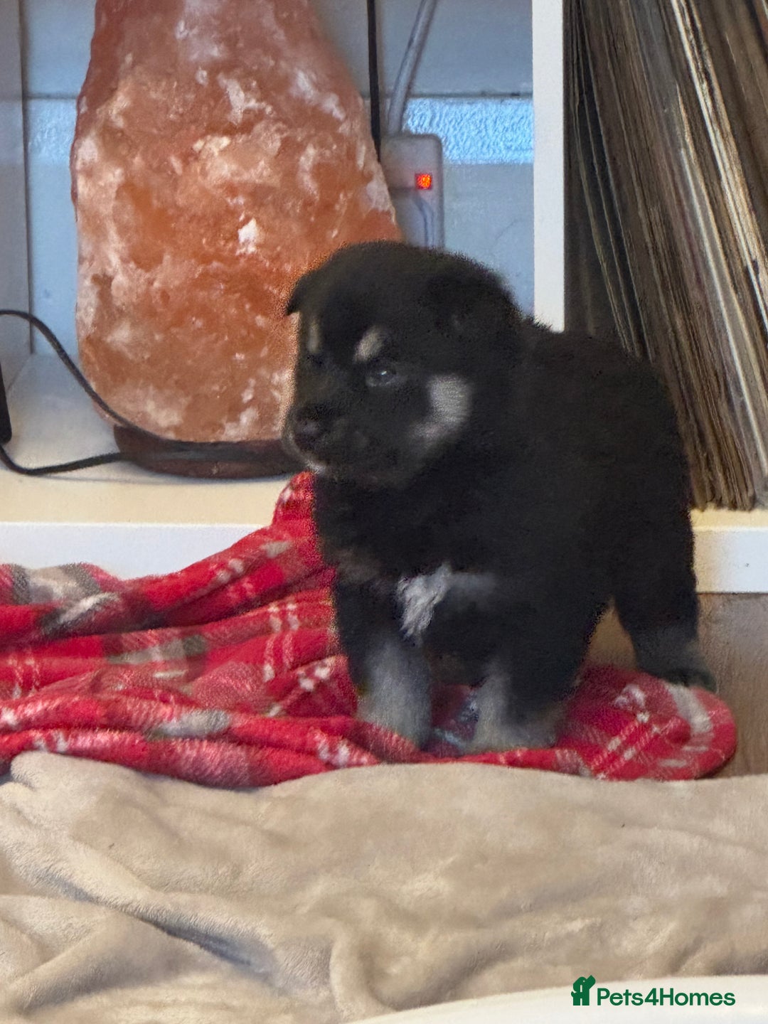 Siberian Husky dogs for sale: Siberian Husky puppies 3 girls 1 boy - Advert 6