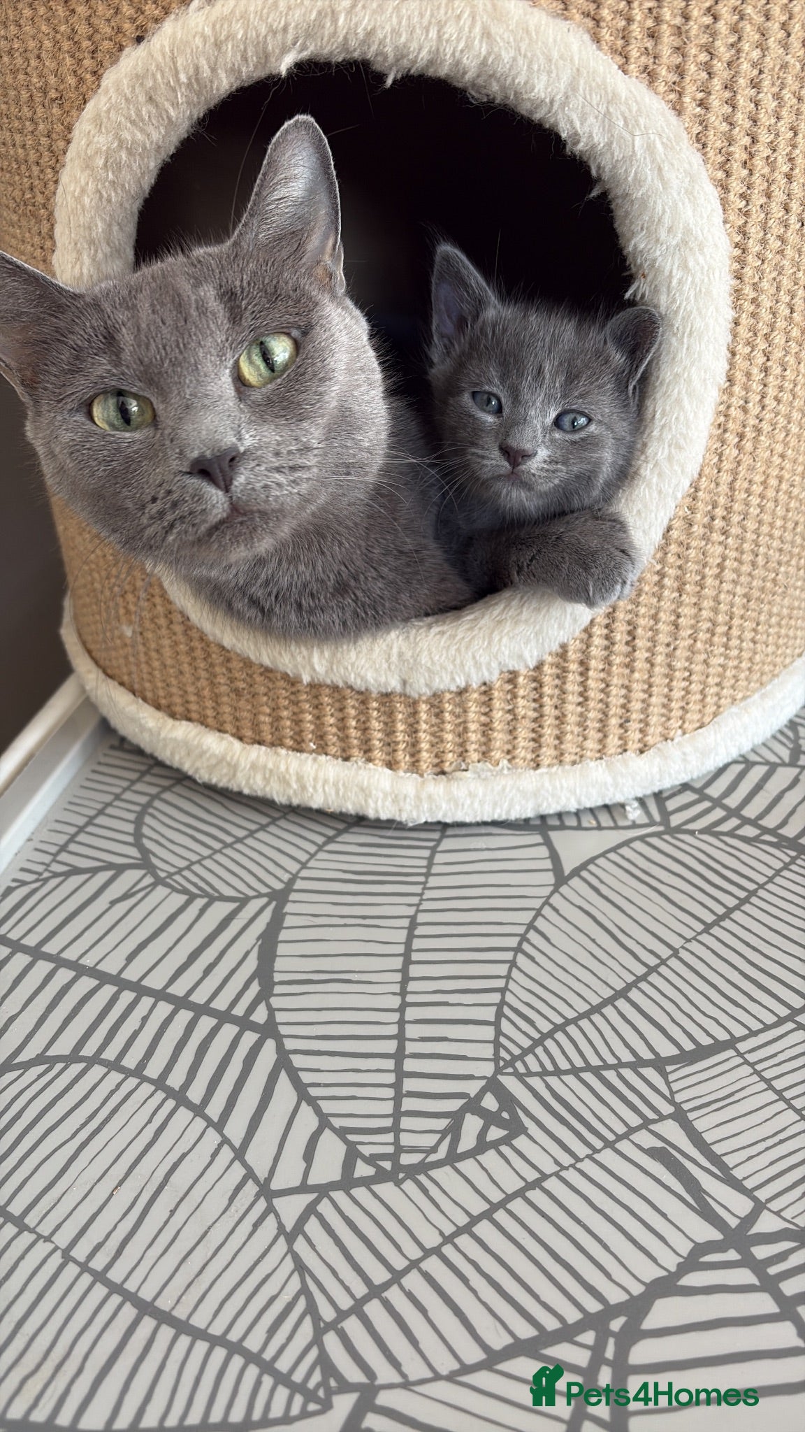 Mixed Breed cats Russian blue x British shorthairs  - Advert 1