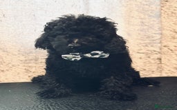 Toy Poodle dogs for sale: REDUCED READY NOW !! 2 beautiful toy poodle babies - Image 18