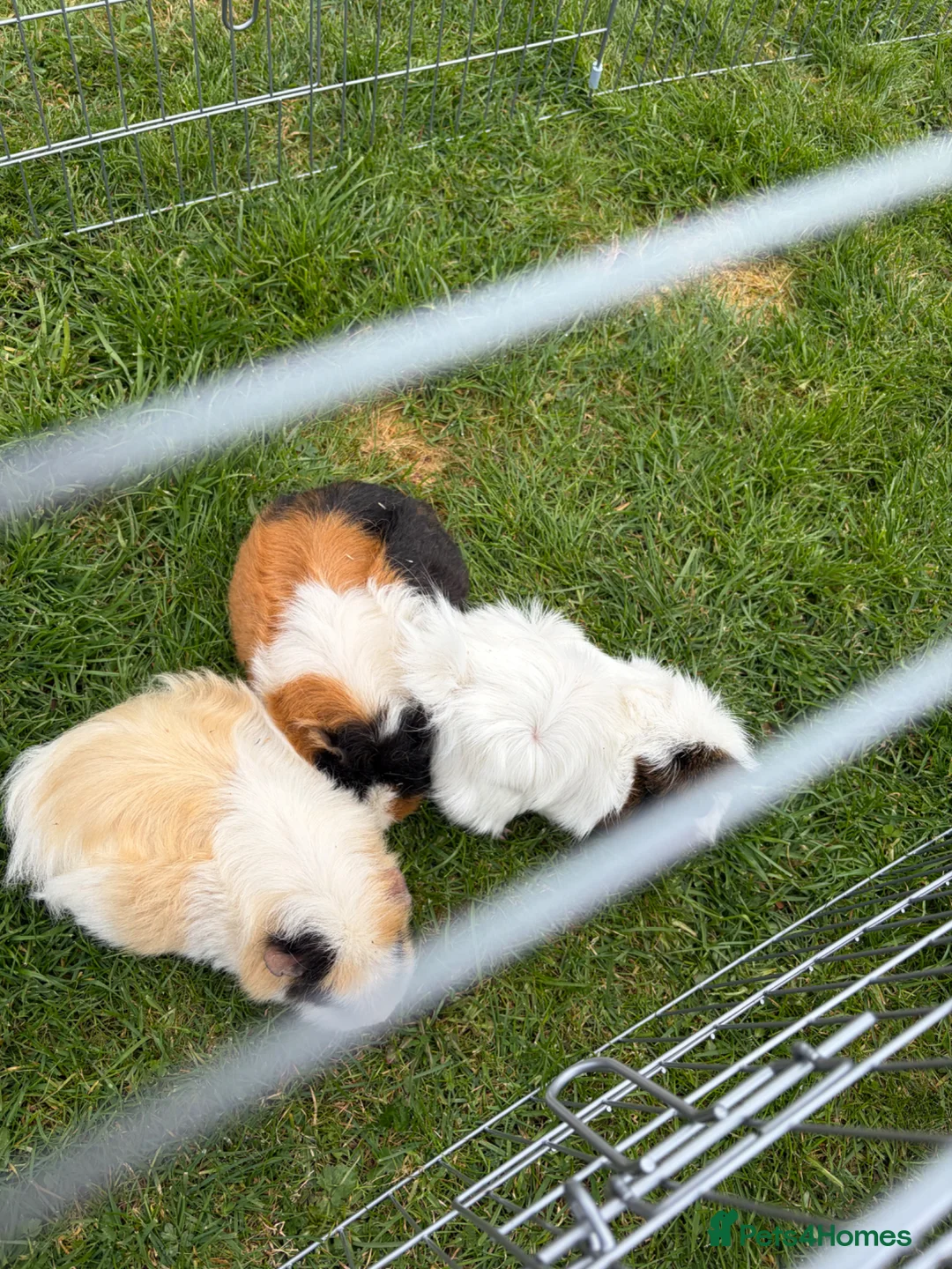 Guinea Pig rodents for sale: Free to good home 3 female Piggies - Advert 2