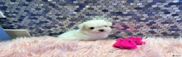 Maltese dogs for sale: Beautiful Maltese puppies for sale - Advert 3