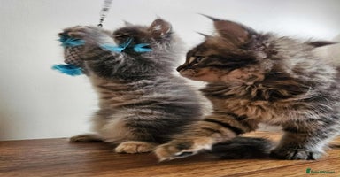 Maine Coon cats - Advert 2