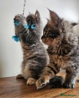 Maine Coon cats - Advert 2