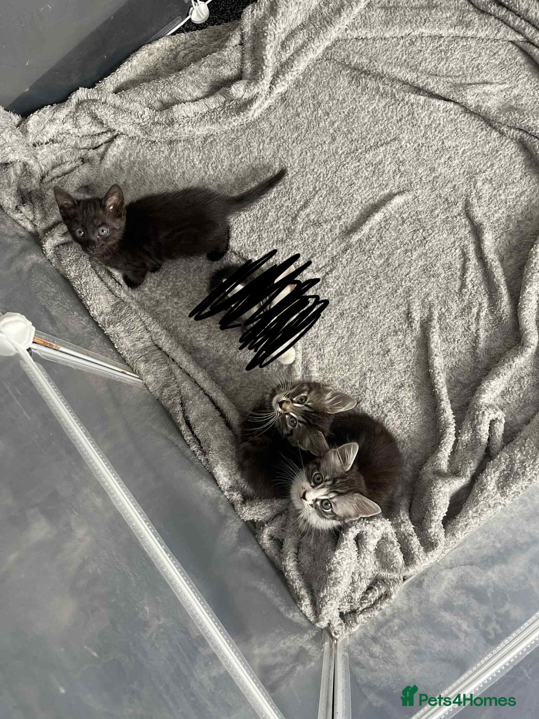 Mixed Breed cats for sale: 3 Mixed coloured Kittens  - Image 6