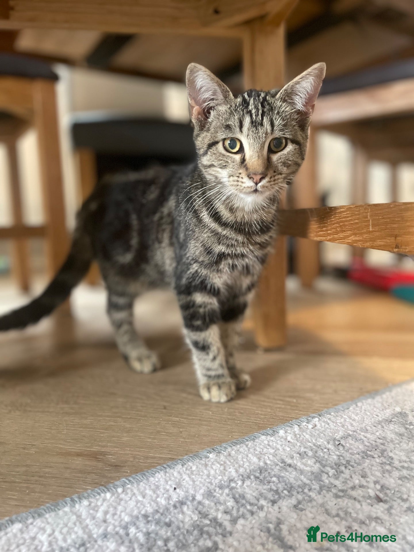 Mixed Breed cats for sale: 3 four month old kittens for sale.  - Advert 11