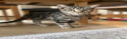 Mixed Breed cats for sale: 3 four month old kittens for sale.  - Advert 1