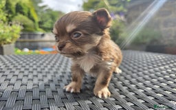 Chihuahua dogs for sale: Beautiful fluffy long haired chihuahuas - Image 7