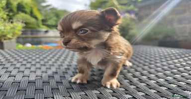 Chihuahua dogs - Advert 13