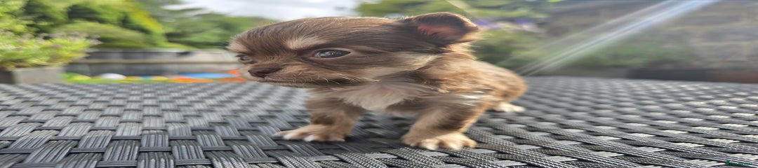 Chihuahua Puppy 7