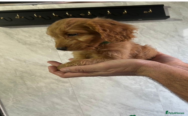 Cockapoo dogs READY TO LEAVE NOW Adorable Cockapoo’s - Advert 1