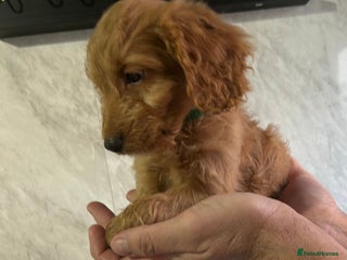 Cockapoo dogs READY TO LEAVE NOW Adorable Cockapoo’s - Advert 12