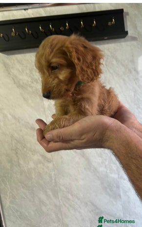 Cockapoo dogs READY TO LEAVE NOW Adorable Cockapoo’s - Advert 1