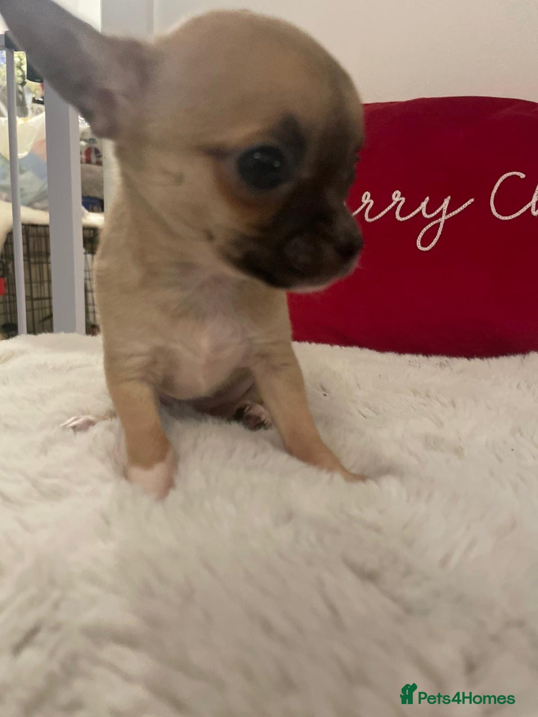Chihuahua dogs for sale: Chihuahua puppies  - Advert 2