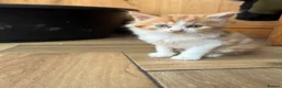 British Longhair cats for sale: Kittens in Romford - Advert 18
