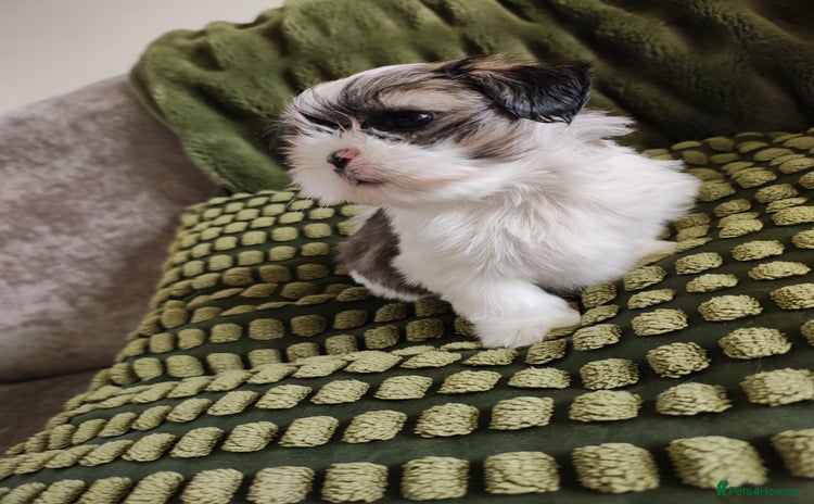 Lhasa Apso dogs - Advert 6