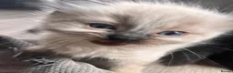 Ragdoll cats for sale: 2 beautiful ragdolls ready for their forever home - Advert 6