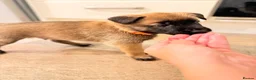 Belgian Shepherd Dog dogs for sale: Beautiful KC Registered Belgian Malinois Puppies - Advert 9