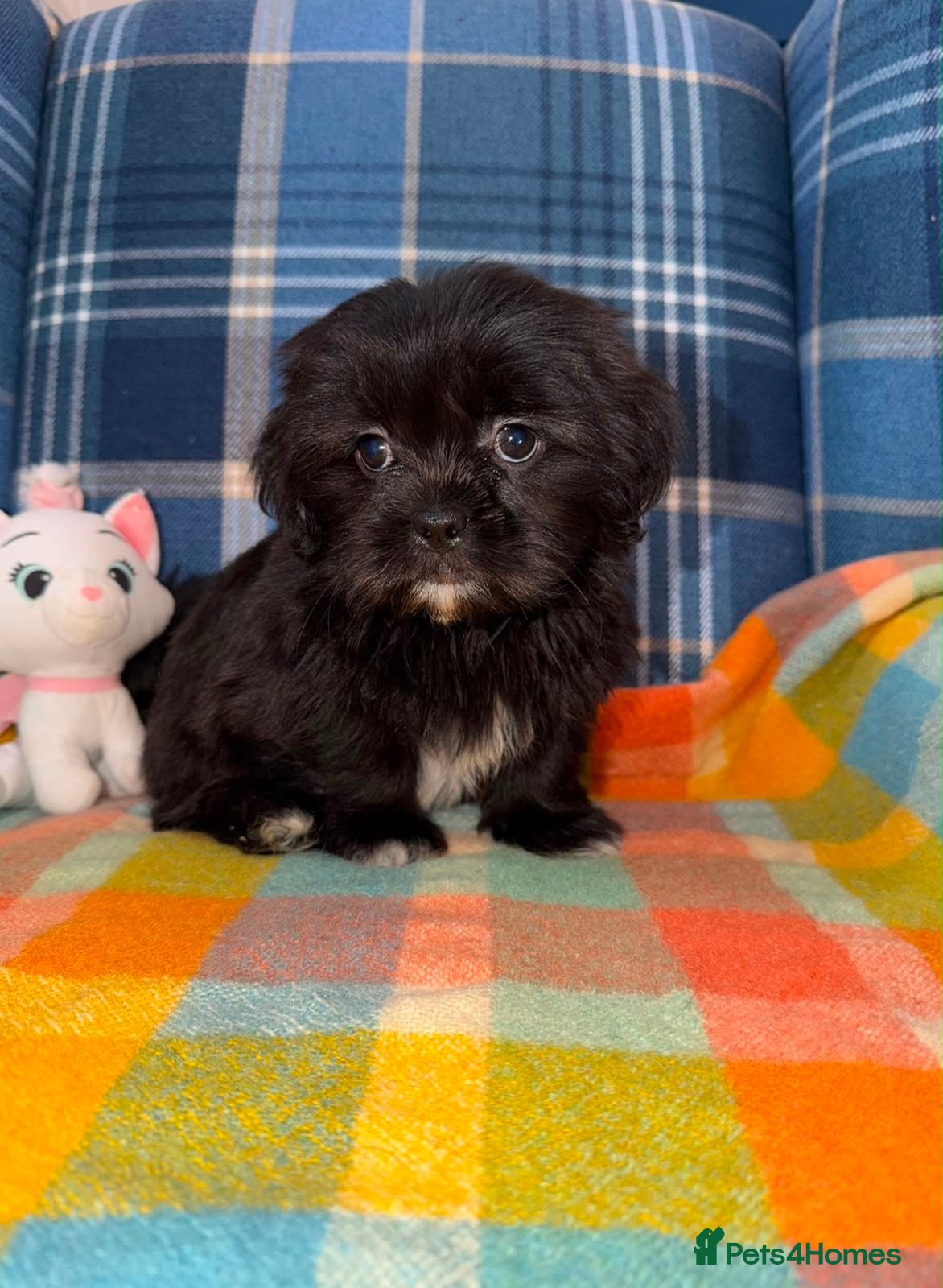 Shih Tzu dogs 💖💙Stunning Black Shih Tzu Puppies💙💖 - Advert 1