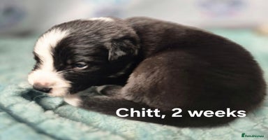 Border Collie dogs - Advert 7
