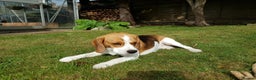 Beagle dogs for stud: Snoopy tricolored beagle for stud in Hemel Hempstead - Advert 2
