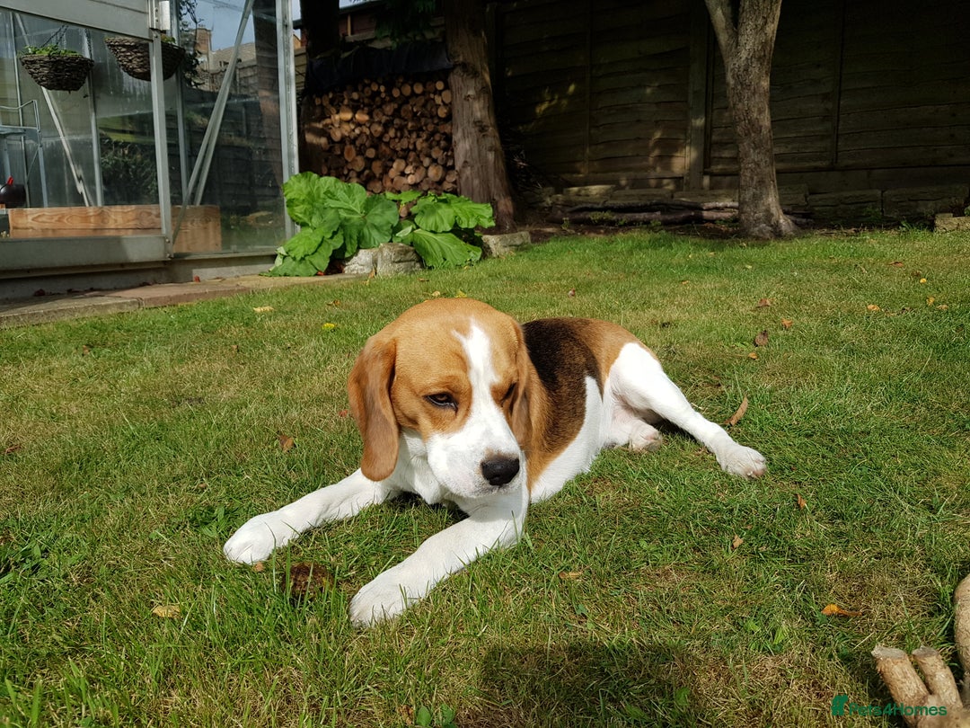 Beagle dogs for stud: Snoopy tricolored beagle for stud in Hemel Hempstead - Image 2