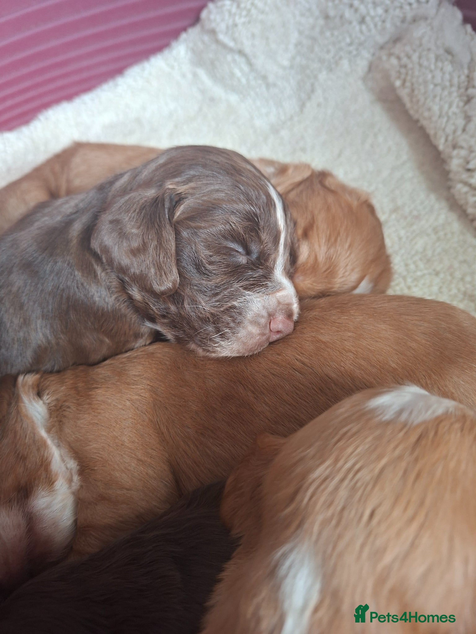 Cocker Spaniel dogs Cocker spaniel puppies  - Advert 6