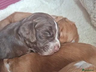 Cocker Spaniel dogs Cocker spaniel puppies - Advert 6