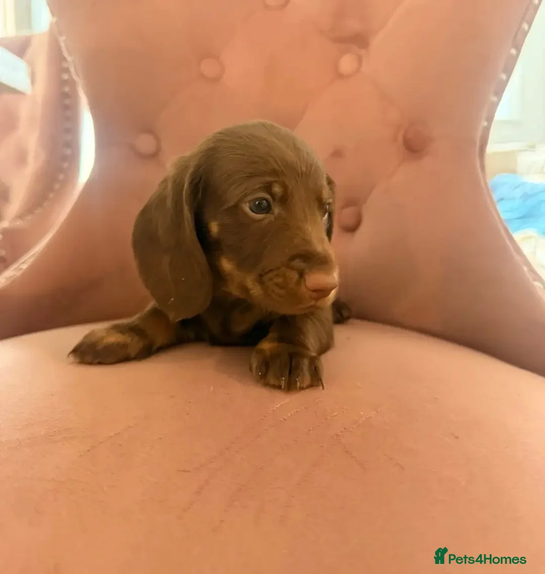 Miniature Dachshund dogs for sale: Koda the Miniture dachshund  - Advert 3