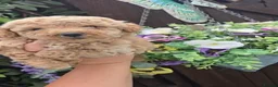 Toy Poodle dogs for sale: Toy poodles - Advert 3