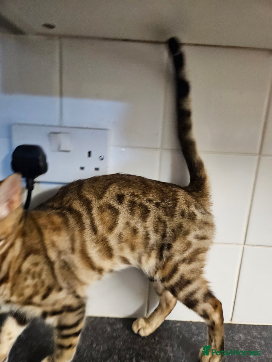 Bengal cats for sale: Silver/ mink bengals kittens  - Advert 33