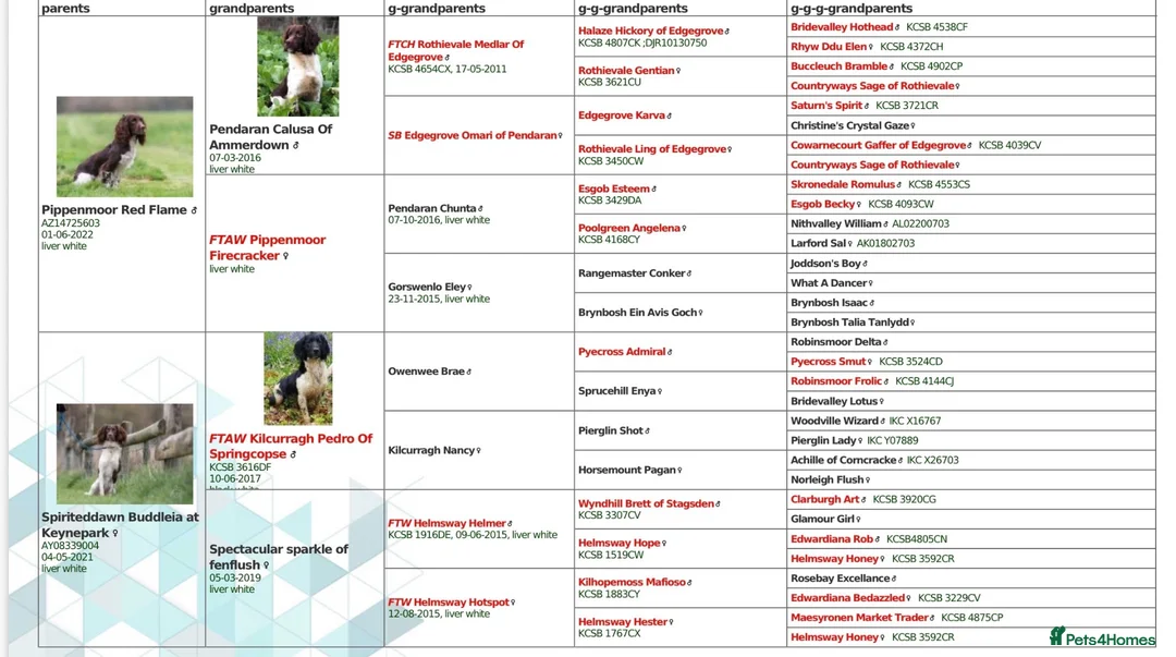 English Springer Spaniel dogs for stud: Fully health tested heavily marked stud - Advert 12