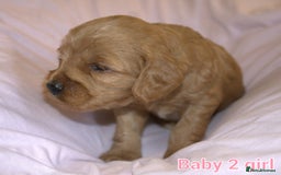 Mixed Breed dogs for sale: 4 boys 2 girls cavapoo x cockapoo puppies - Image 4