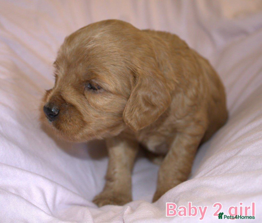 Mixed Breed dogs for sale: 4 boys 2 girls cavapoo x cockapoo puppies - Image 4