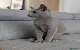 Russian Blue cats for sale: Last Russian Blue girl - Image 7