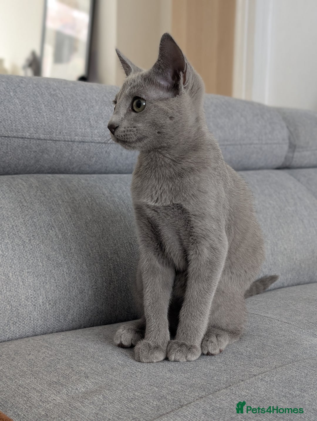 Russian Blue cats for sale: Last Russian Blue girl - Image 7